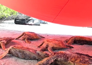 Volunteers Tag Turtles at Turtle Cove