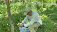 Researchers inoculate trees against Dutch elm disease