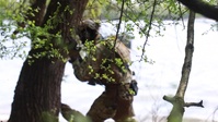 Hungary Leads Annual SOF Exercise, Black Swan 21