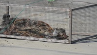 Release the Plovers