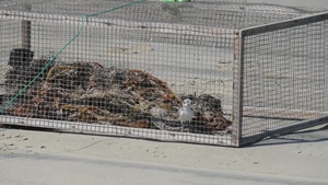 Release the Plovers