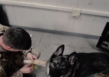 ASAB Bound: K-9 team Wins AFCENT Defender of the Month (CAPSTONE)