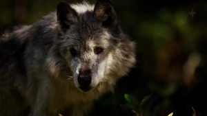 #WeAreNATO - North Macedonia’s “Wolves” (master subs)