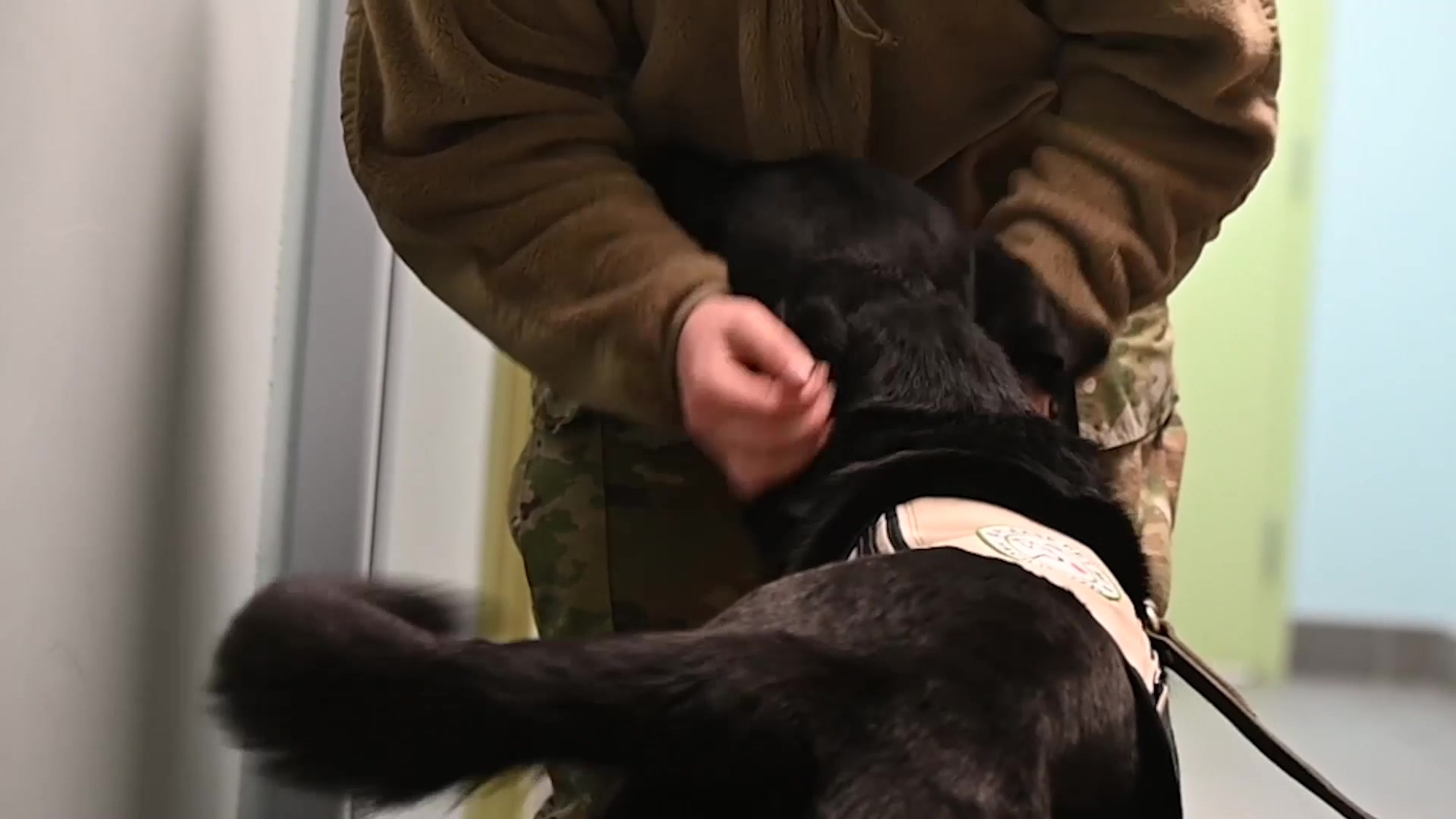 Cal is a facility dog and the newest member of the 121st Air Refueling Wing at Rickenbacker Air National Guard Base, Ohio. Cal will assist with the Wing&#39;s SAPR program as well as perform moral building tasks. (U.S. Air National Guard video by Staff Sgt. Wendy Kuhn)<br /><br />Interviews:<br /><br />Victoria Shotto, 121st Air Refueling Wing Sexual Assault Prevention and Response coordinator. <br /><br />Jennifer Swank, America&#39;s VetDogs Instructor