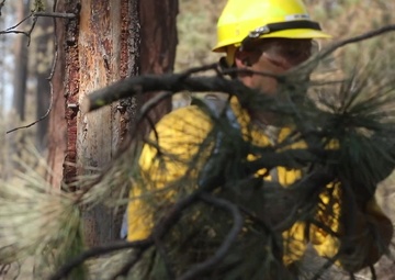 23rd BEB Soldiers conduct forest recovery