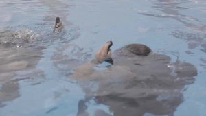 Production: 3d Force Reconnaissance Company conducts swim qualifications and combatant diver training