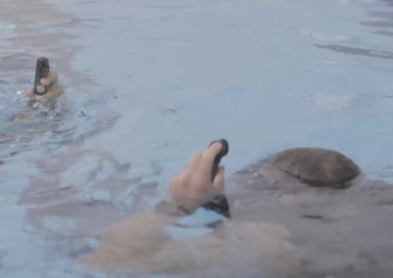 Production: 3d Force Reconnaissance Company conducts swim qualifications and combatant diver training