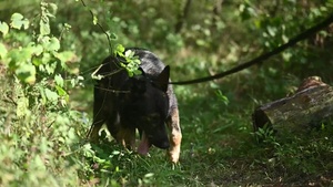 SPOTLIGHT: MWD Nex and SrA Sullivan are a top dog team