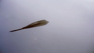 B-2 Spirit Primecuts