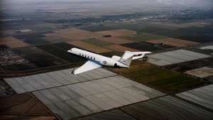 C-37 Primecuts