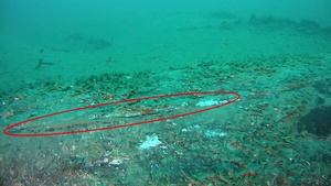 Orange County Oil Spill leak monitor shows split in pipe and no leaking oil