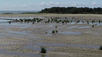 Long-Term Function of Coastal Islands Derived from Engineering With Nature Efforts