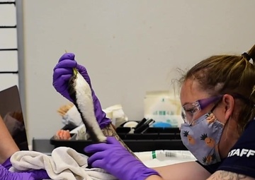 Oiled Wildlife Care Network