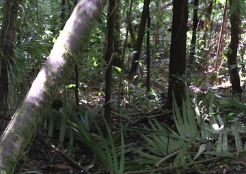 Task Force Koa Moana 21 Obstacle Course Clearing B-Roll