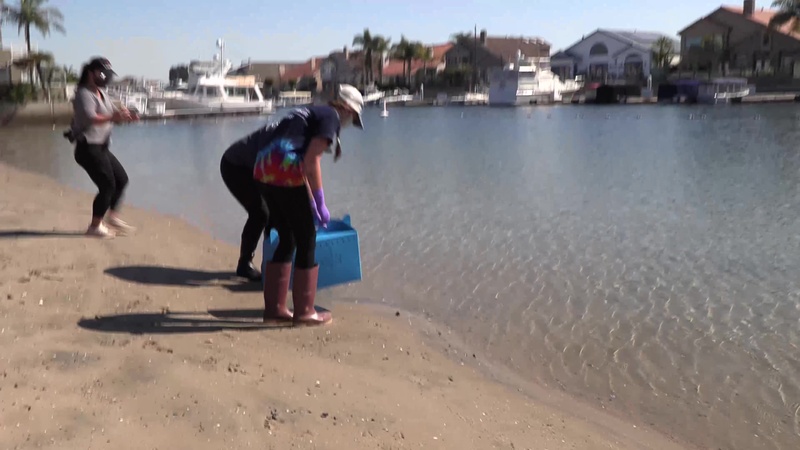 Two birds released in Huntington Beach after rehabilitation from Orange County Oil Spill