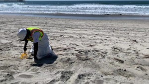 Contractors on a hotshot team work to remove tar balls from shores in Oceanside Harbor in San Diego County