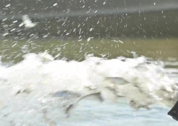 Woodcock Fish Restock
