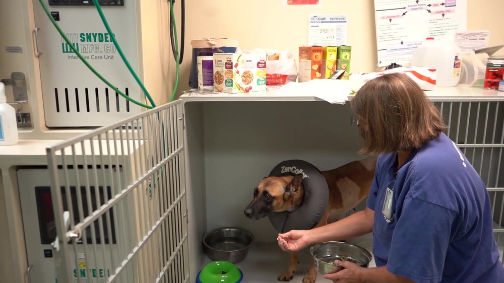 DVIDS - Video - Canine Care