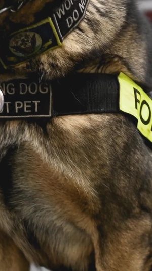The Military Working Dog