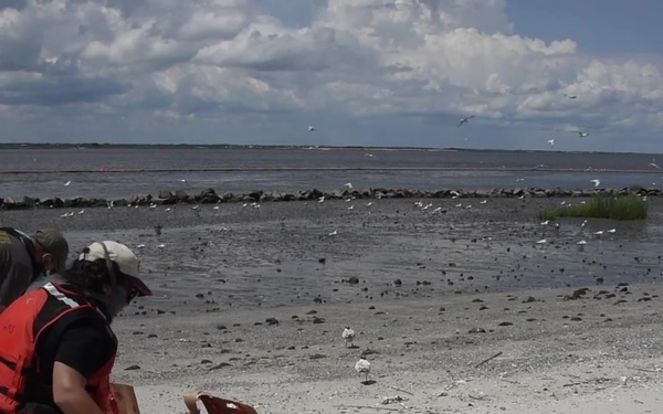 Wildlife specialists release rehabilitated Royal Tern chicks