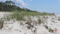Strengthening Dune Systems through Wrack-Cycling