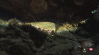 Wildlife Returns to Thalia Creek: Progress