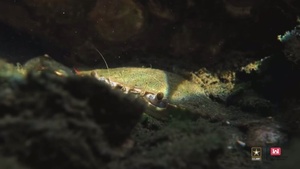 Wildlife Returns to Thalia Creek: Progress