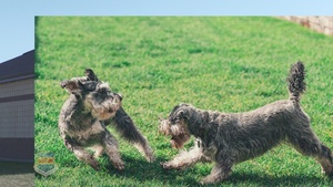 Offutt Veterinary Services - January 2022