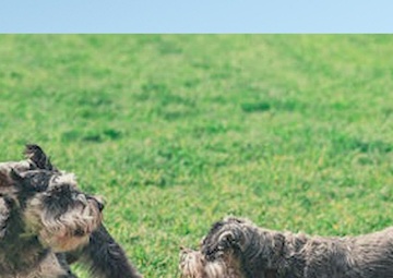 Offutt Veterinary Services - January 2022