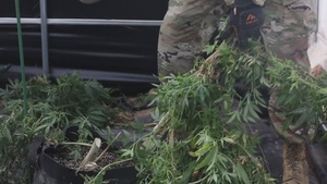 National Guardsmen support civil authorities in large-scale illegal marijuana eradication operation