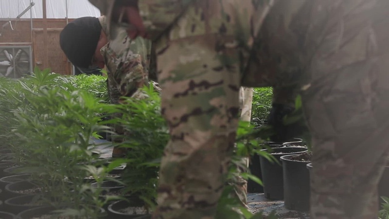 National Guardsmen support civil authorities in large-scale illegal marijuana eradication operation