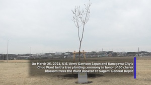 Tree Ceremony Package