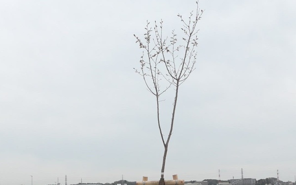 Tree Ceremony Package