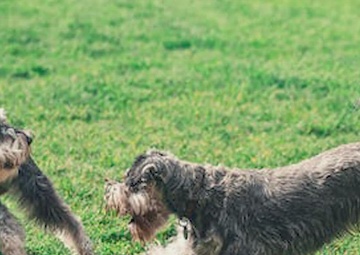 Veterinary Poison Prevention Month
