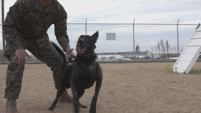 MCAS Yuma Military Working Dogs