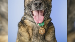Jolly a Retired Military Working Dog