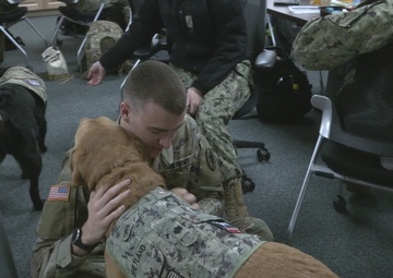 Shetland &amp; Grover - USU Facility Dogs