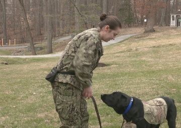 Introducing USU's Newest Facility Dog Sgt Grover
