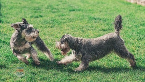 Veterinary Heartworm Prevention month