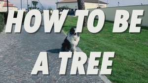 Dog Bite Prevention Month-Petting an Unknown Dog