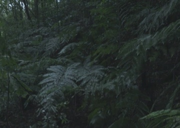 III MIG Jungle Warfare Training Exercise Spot