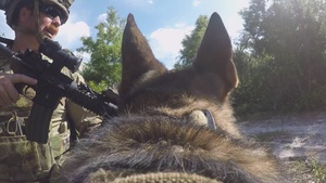 Military Working Dog Tactical Combat Casualty Care