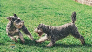 June Veterinary Pet Emergencies month