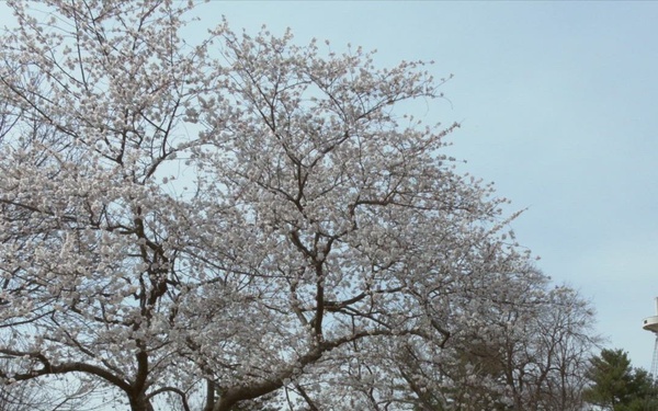 Spring 2022 B-Roll - Arlington National Cemetery