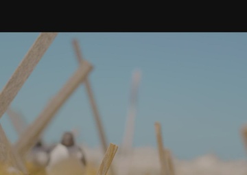 Wool Island B-Roll Bird Tagging- Part 2 of 4