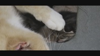 National Adopt a Shelter Pet Day