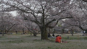 Pacific Passport: Kintai Bridge Sakura Festival (B-Roll)