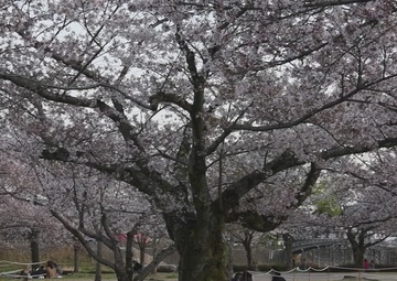 Pacific Passport: Kintai Bridge Sakura Festival (B-Roll)