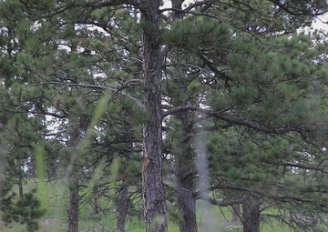 1245 Transportation Co. Mount Training - Golden Coyote 22