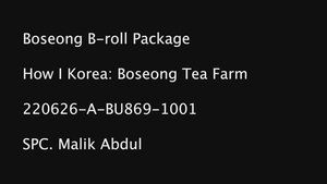 Boseong Tea Farm B-roll